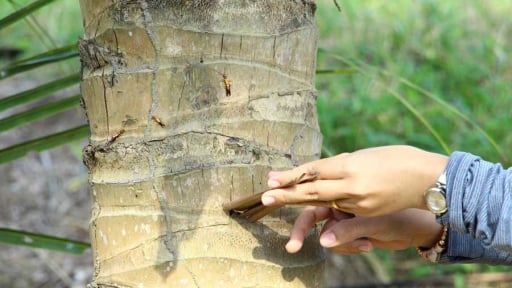 Con vật quái ác gì đang hại cây dừa ở tỉnh Vĩnh Long (mới) khiến dân tìm cách diệt trừ?