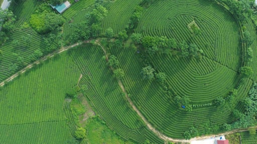 Cận cảnh các đồi chè đẹp như phim ở tỉnh Tuyên Quang mới, dân đang khá giả lên