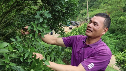 Đây là các cây trồng mới đang ra quả ngon, quả tốt, giúp nơi này là 'bản người Mông giàu nhất xã biên giới' tỉnh Sơn La