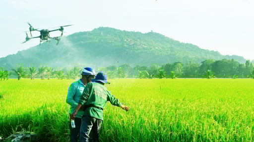 Cánh đồng đâu có dấu chân ở tỉnh An Giang mới, máy bay không người lái lượn vù vù