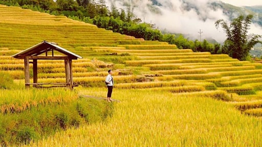 Phóng tầm mắt ngắm mùa vàng Tây Bắc rực rỡ nhất năm, không check-in ở đây thì quá phí!