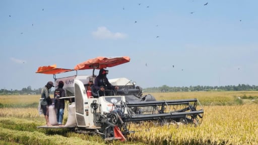 Vùng tứ giác Long Xuyên rộng 490.000ha sau sáp nhập tỉnh/thành, nay thuộc địa phận tỉnh An Giang và một thành phố