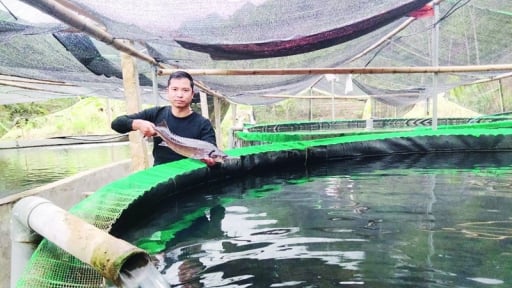 Nuôi thứ 'cá tàu ngầm' trong bể hoành tráng trên núi, trai Thanh Hóa bán dễ như ăn kẹo, thu 2 tỷ/năm