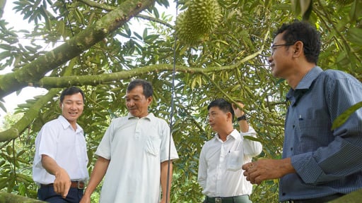 Vô vườn một xã mới ở tỉnh Đồng Tháp (mới) sau sáp nhập Tiền Giang thấy la liệt quả ngon, dân làm một việc quan trọng