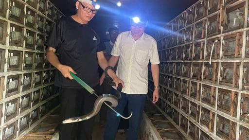 Nuôi rắn hổ mang to dài, một nông dân Thái Nguyên đạt danh hiệu nông dân sản xuất kinh doanh giỏi