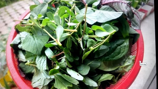 Quên cá thịt đi, húp miếng canh rau tập tàng nấu tép đồng, cái nóng nực, cái chán ăn rơi đâu mất rồi
