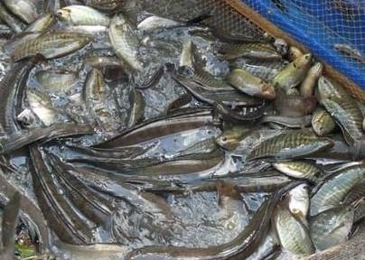 Đây, cách dẫn dụ cá đồng khiến người ta đang quan tâm ở tỉnh Cà Mau