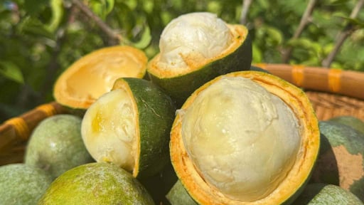 Độc đáo loại quả quý hiếm như báu vật, mấy chục năm mới có một lần ở Đà Nẵng