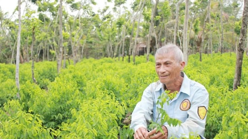 Thứ rau ăn ngọt như mì chính mọc tốt um trong rừng gỗ quý ở Đồng Nai, chỉ bán rau mà ông nông dân là tỷ phú