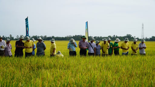 Canh tác lúa chất lượng cao, phát thải thấp, nông dân An Giang lãi hơn trồng lúa thông thường
