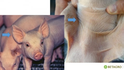 Mycoplasma Suis  - loại bệnh gây thiếu máu, âm thầm kéo giảm năng suất đàn lợn, gây thiệt hại lâu dài cho nông dân
