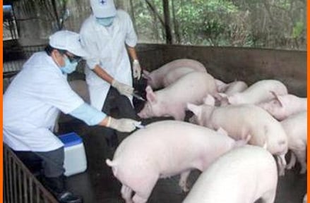 Phòng, chống loại bệnh nguy hiểm viêm não Nhật Bản trên đàn lợn có khả năng lây sang người như thế nào?