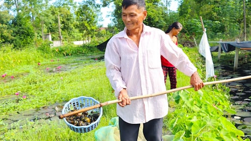 Nuôi 'con siêu đẻ', vợ chồng U70 ở Hà Tĩnh giàu hẳn lên, cứ bán là hút hàng