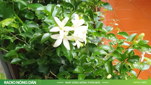 Dịu dàng hương nguyệt quế tuổi thơ