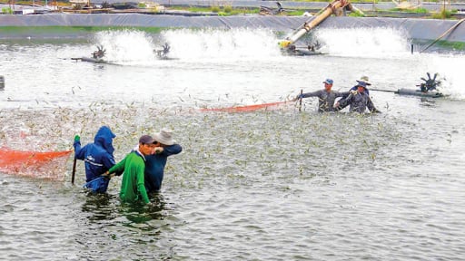 TP Cần Thơ đang thực hiện một đề án quan trọng về con tôm nước lợ, sau khi 'đón' tỉnh Sóc Trăng về 'chung nhà'