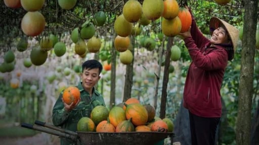 Xã mới này ở tỉnh Lâm Đồng trồng gấc kiểu gì mà quả treo quá trời, bán là hết