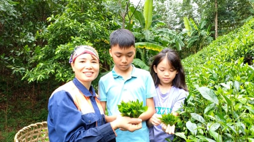 Một nữ nông dân ở Thái Nguyên trồng chè sạch, làm ra sản phẩm trà xanh công nghệ Nhật Bản 