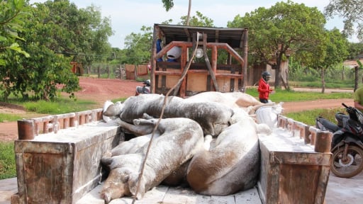 Dịch tả lợn châu Phi, nhìn từ điểm nóng: Phú Thọ, Hưng Yên căng mình chống dịch (Bài 1)