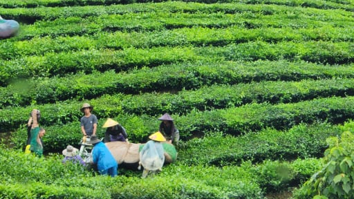 Đất chè Lai Châu, khá giả gõ cửa, cái nghèo đi ra, nông dân phấn chấn
