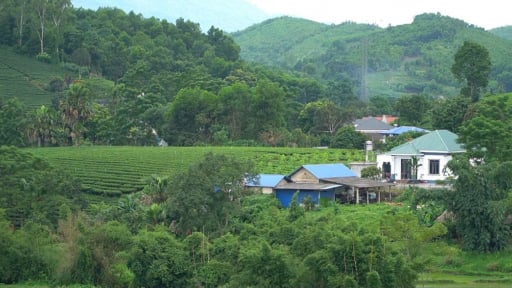 Không chỉ là lá chè: Hành trình biến nông sản thô thành 'vàng xanh' OCOP của người dân Phú Thịnh