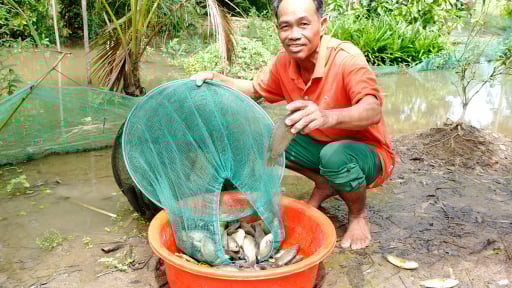 Cá rô đồng mùa nước nổi An Giang, dân bắt lên toàn con bự bự như thế này đây, bán 120.000 đồng/kg