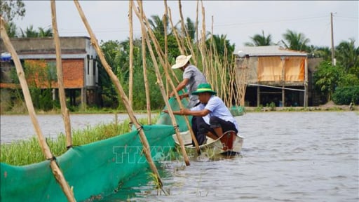 Đầu nguồn tỉnh Đồng Tháp vào mùa nuôi cá đồng trên ruộng ngập nước phù sa
