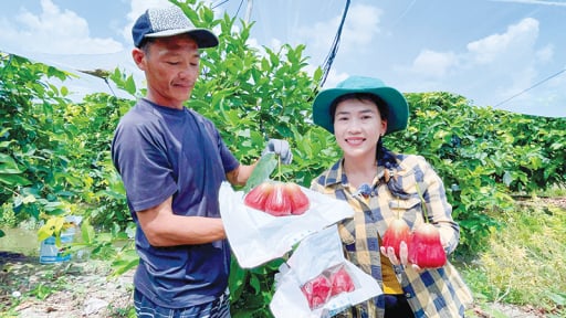 Trồng giống mận lạ, quả to bự bất ngờ, một anh nông dân Cần Thơ thu tiền tỷ, người ta đang đến xem