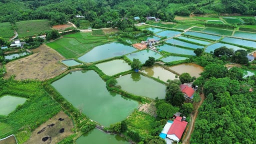 Xã Phong Hải ở Lào Cai, nơi dân khá giả, giảm hộ nghèo, tăng hộ giàu nhờ nuôi cá 'ăn sổ đỏ'