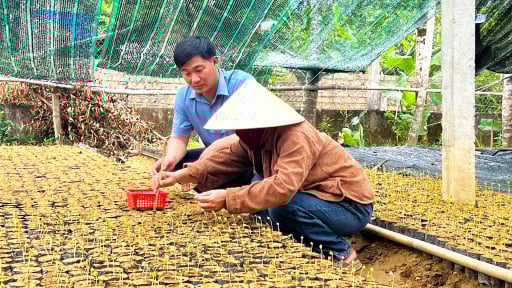 Ươm loại hạt lạ mắt này thành cây giống, dân xã này ở Hà Tĩnh nhà nào cũng khá giả