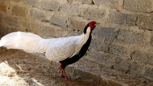 Điểm mặt những loài động vật hoang dã được bảo vệ nghiêm ngặt, gà lôi trắng thuộc nhóm IIB từ 1/7/2025