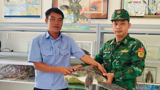 Một con động vật hoang dã quý hiếm nặng 12 kg vừa được thả về vùng biển tỉnh Lâm Đồng