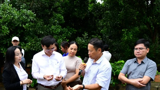 Trồng cây cho hạt ngon ví như 'nữ hoàng quả khô' theo tiêu chuẩn VietGAP, nông dân Việt Nam ắt giàu lên