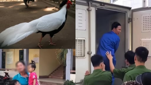 Gà lôi trắng thuộc nhóm IIB: Bị cáo Thái Khắc Thành có được miễn trách nhiệm hình sự?