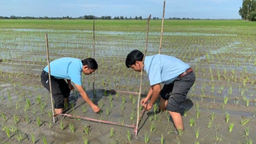 Hướng dẫn sử dụng phân bón Đầu Trâu Bio-Canxi hiệu quả trong sản xuất lúa bền vững