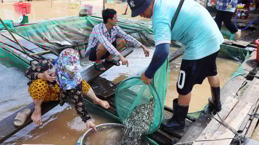 Loại cá đặc sản bé tí này thịt ngọt, ở An Giang dân đang bắt, mua bán hàng tấn, giá cao nhất 150.000 đồng/kg