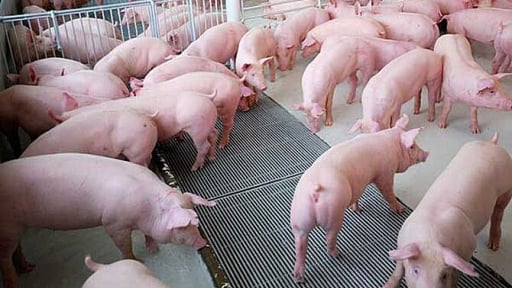 Giá lợn hơi đồng loạt giảm rất mạnh