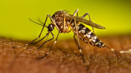 Trung Quốc thả 5 triệu con muỗi để kiểm soát dịch chikungunya