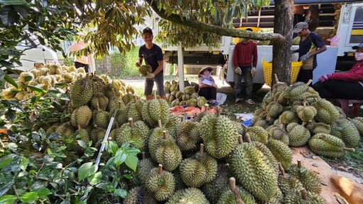 Giá mua bán sầu riêng ở vùng trồng lớn nhất tỉnh Khánh Hòa diễn biến thế nào mà khiến nông dân đang lo?