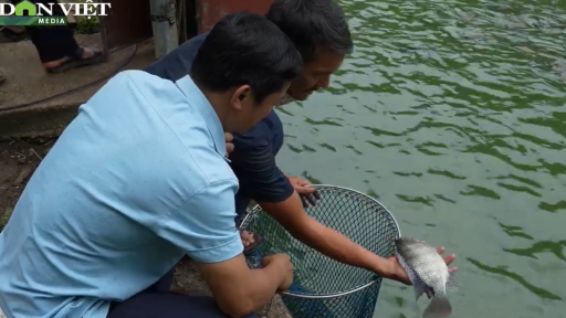 Xã Phong Hải, tỉnh Lào Cai: Câu chuyện 'đổi đời' trên mảnh đất quê hương từ mô hình nuôi cá