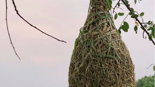 Bất ngờ ở Đồng Nai, thứ chim bé tí này làm tổ treo la liệt quanh hồ Trị An