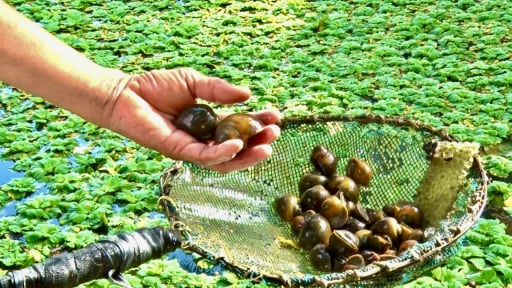 Nuôi con đặc sản nay đâu có tốn tiền mua thức ăn, ông nông dân An Giang cứ vớt lên là bán ngay