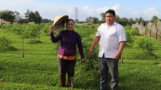 Loại rau dại này dân Trà Vinh đem về trồng tốt um ngoài đồng, cứ bán là hút hàng