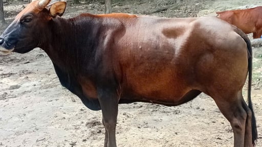Đàn bò tót lai quý đang nuôi ở Vườn Quốc gia Núi Chúa-Phước Bình, tỉnh Khánh Hòa khỏe hay đang gầy ốm?