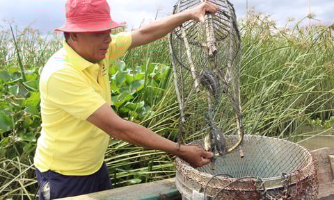 Lũ đẹp miền Tây, ngày nào hên trúng ổ cá linh non, bán được cả triệu đồng, giá cá linh 250.000 đồng/kg
