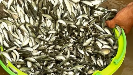 Cá linh đầu mùa ở An Giang bắt 90 ký/ngày, từ sông vô đồng, đâu cũng tấp nập, nước phù sa đục một màu son