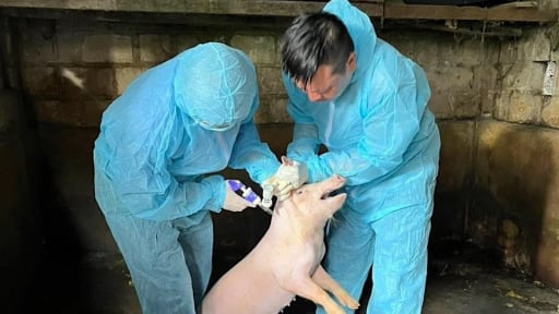 Tiêm phòng sớm vaccine AVAC ASF LIVE, một nông dân ở Hải Phòng giúp đàn lợn thoát 'bão dịch'