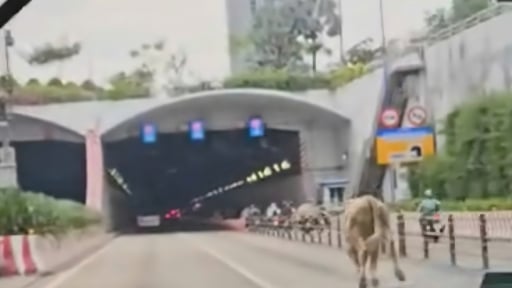 Bò lạc vào đường hầm sông Sài Gòn, giao thông hỗn loạn