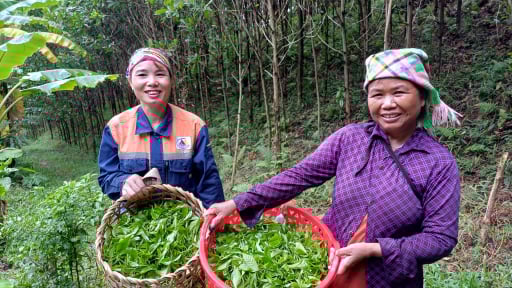Người phụ nữ dân tộc Nùng ở Thái Nguyên và bí quyết làm trà xanh Nhật Bản theo triết lý '7 không' 