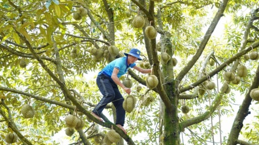 Một xã mới ở tỉnh Đắk Lắk trên treo sầu riêng, dưới xếp la liệt sầu riêng, cả xã có hơn 5.100ha trồng 'cây tiền tỷ'