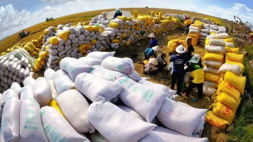 Philippines ấn định thời hạn với gạo nhập, gạo Việt xuất khẩu vẫn vững giá